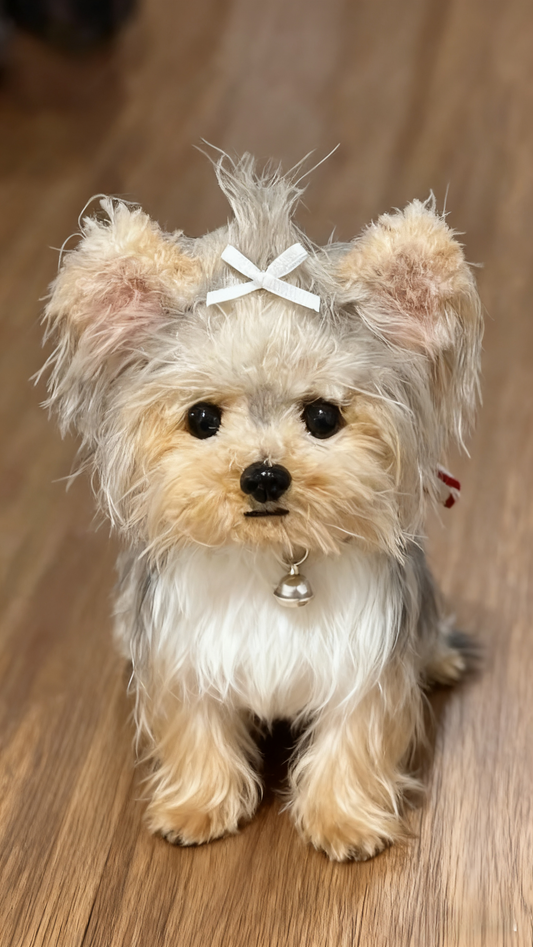 puppy for demonstration